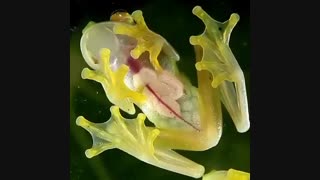 قورباغه شیشه ای