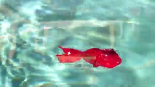 مستند بانوی ایرانی | درباره سیده نصرت‌بیگم امین معروف به بانو امین از جمله علما و مجتهدان دینی  در ایران عزیز