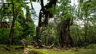 معرفی کامل شهر شفت