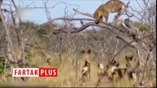 فرار پلنگ به بالای درخت از ترس چند سگ‌ وحشی