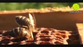 عسل طبیعی برای یبوست (طنز آموزشی)