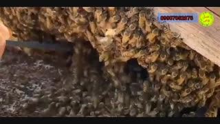 زنبور عسل و بورس (طنز آموزشی)