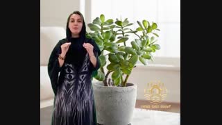 استفاده از گیاهان در فنگ شویی برای جذب ثروت