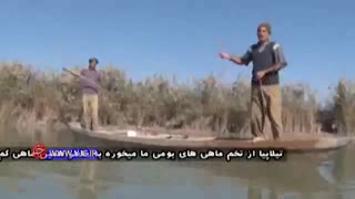 نفوذ تیلاپیای نیل ( Nile tilapia ) به آبهای خوزستان