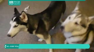 تربیت صحیح غلت زدن به سگ های هاسکی