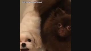 جوری که کیوتن>>>