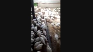 فروش ویژه و عمده جوجه بوقلمون بیوتی6فوق سنگین زرین وتینا