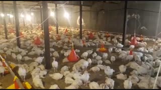 فروش ویژه و عمده جوجه بوقلمون بیوتی6فوق سنگین زرین و