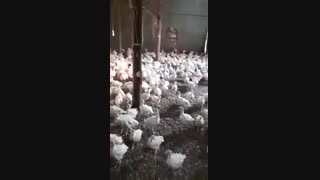 فروش ویژه و عمده جوجه بوقلمون بیوتی6فوق سنگین زرین و