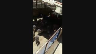 فروش ویژه و عمده جوجه شترمرغ گردن آبی کانادایی