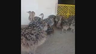 فروش ویژه و عمده شتر مرغ گردن آبی کانادایی