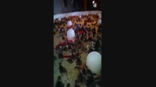 فروش ویژه و عمده جوجه بوقلمون برنز انگلیسی