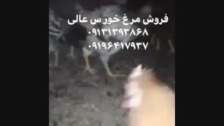 فروش ویژه و عمده مرغ و خروس