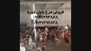 فرو ش ویژه و عمده مرغ پایان دوره