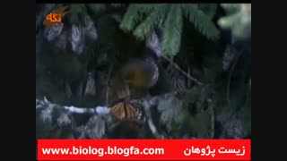 پروانه مونارک