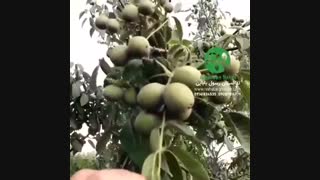 باردهی گردو چندلر در نهالستان مهندس رسول بابایی
