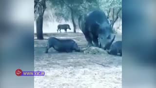 ناک اوت شدن گراز با یک ضربه کرگدن