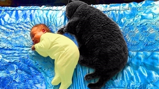 کلیپی از مراقبت گربه از کودکان در یک نگاه