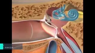 معرفی سیستم شنوایی گوش انسان و نحوه ی عملکرد آن