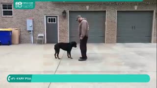 آموزش تربیت سگ - از بین بردن ترس و اضطراب درسگ ها