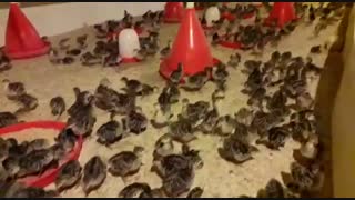 بوقلمون برنز