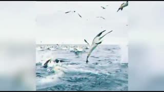 ریورس عجب ۲