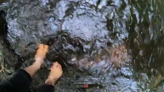 پارک جنگلی سراوان