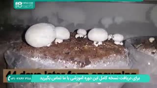 آشنایی با مراحل پرورش و تولید قارچ دکمه ای سفید
