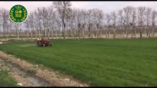 سمپاشی به موقع جهت کنترل علف های هرز مزارع گندم