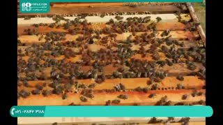 چگونگی تشخیص ویروس مزمن فلج زنبور وحشی