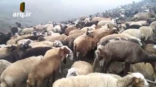 لبنیات گالشی