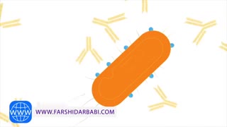 نقش مهم سلول های دفاعی بدن در شکست سرطان
