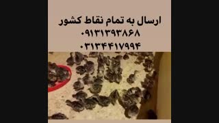 فروش ویژه و عمده جوجه بوقلمون برنز انگلیسی