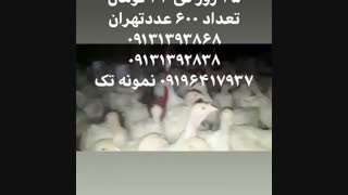 فروش ویژه و عمده جوجه بوقلمون بیوتی6فوق سنگین زرین و تینا