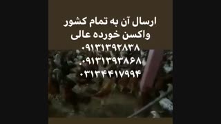 فروش ویژه مرغ تخم گذار گلپایگانی