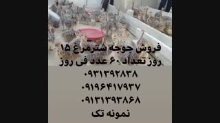 فروش ویژه و عمده شتر مرغ گردن آبی کانادایی