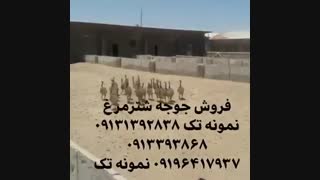 فروش ویژه شتر مرغ گردن آبی کانادایی