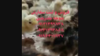 فروش ویژه و عمده جوجه بلدرچین یک روزه مولد و گوشتی