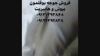 فروش ویژه و عمده جوجه بوقلمون بیوتی6فوق سنگین زرین و تینا