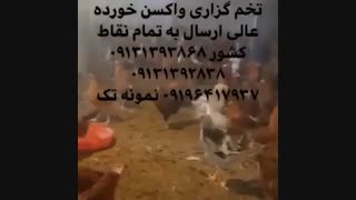 فروش ویژه و عمده مرغ تخم گذار گلپایگانی پنج ماه