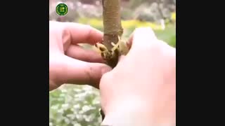 آموزش پیوند زدن گیاهان