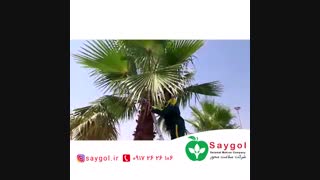 هرس درختان نخل