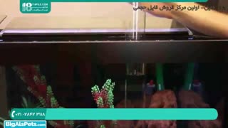 راه اندازی و اجرای آکواریوم های آب شور