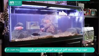 روشی ساده برای جلوگیری از دعوای ماهی ها در آکواریوم