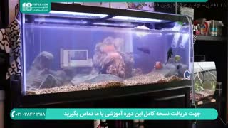 آموزش چگونگی تخلیه و عوض کردن آب آکواریوم