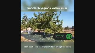گردو چندلر نهالستان مهندس بابایی