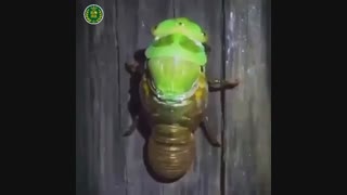 پوست اندازی زنجره مو پر کردن دندان