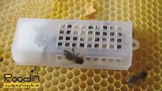 قفس ملکه زنبورعسل
