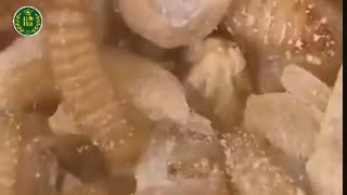 لمبه گندم (سوسک کابینت) آفت انباری