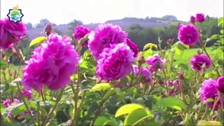 شاهکار طبیعت ایران